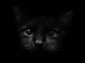 Malicia Darkwave : Sound of Black Cats